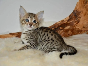 Pisici Savannah F5 superbe disponibile - imagine 5