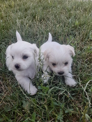 Vand bichon maltez  varsta 1.5 luni
