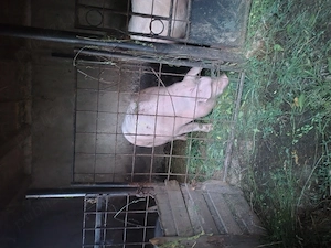 Porci pentru sacrificat - imagine 2