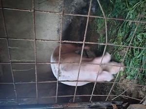 Porci pentru sacrificat - imagine 3