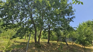 Teren lângă pădure Băicoi | 480 mp | D-32 ml | Zonă vile noi - imagine 2