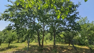 Teren lângă pădure Băicoi | 480 mp | D-32 ml | Zonă vile noi - imagine 16