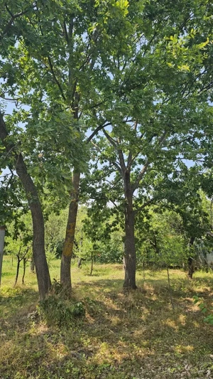 Teren lângă pădure Băicoi | 480 mp | D-32 ml | Zonă vile noi - imagine 18
