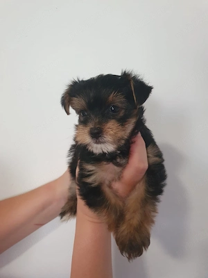 Yorkshire Terrier  - imagine 3