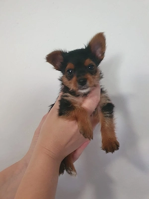 Yorkshire Terrier  - imagine 2