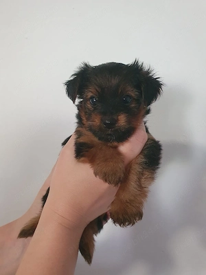 Yorkshire Terrier  - imagine 4