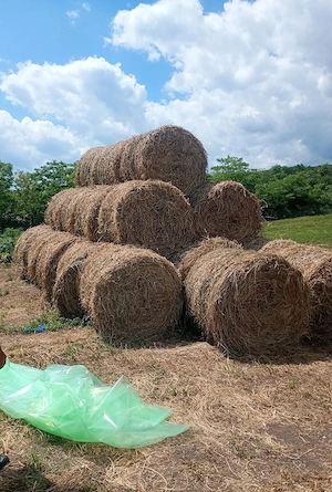 Vând baloți de lucernă 