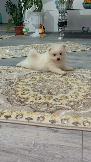 Pomeranian mini spitz