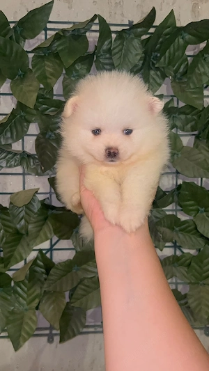 Pomeranian mini spitz - imagine 4