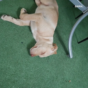 labrador retreaver - imagine 4