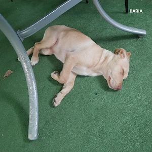 labrador retreaver - imagine 3