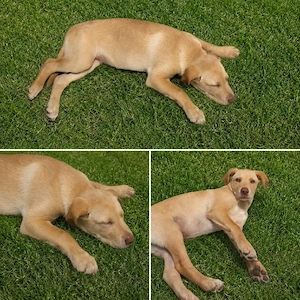 labrador retreaver - imagine 2