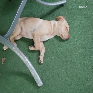 labrador retreaver