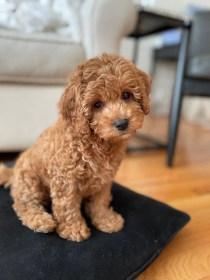 Poodle  Pudel talie mare 