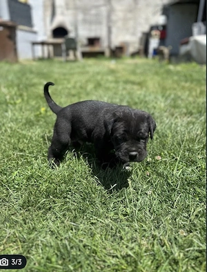 Mascul Cane  Corso - imagine 3