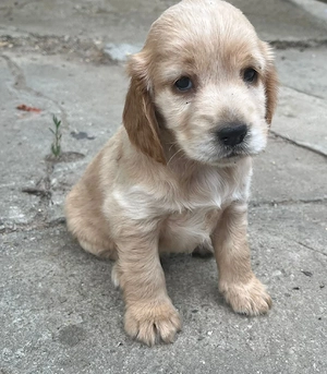 Vând căței Cocker Spaniel 