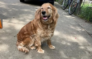 Vând căței Cocker Spaniel  - imagine 3