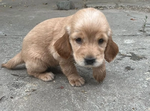 Vând căței Cocker Spaniel  - imagine 2