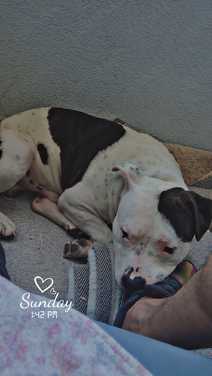vand amstaff 