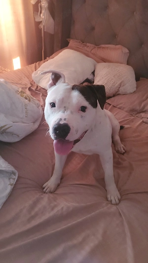 vand amstaff  - imagine 2