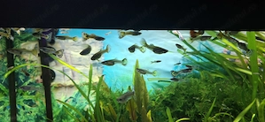 Pestisori de acvariu guppy - imagine 5