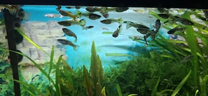 Pestisori de acvariu guppy - imagine 3