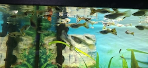 Pestisori de acvariu guppy - imagine 4
