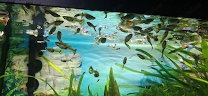 Pestisori de acvariu guppy - imagine 2
