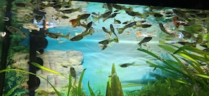 Pestisori de acvariu guppy