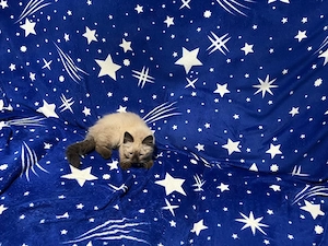 Pisic birmanez 