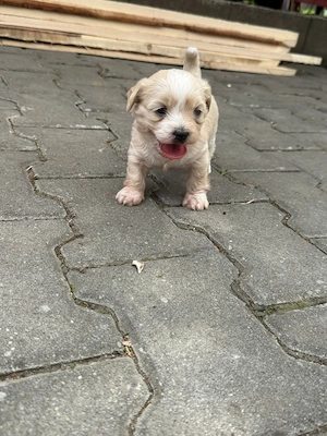 Căței de vanzare bichon drăgălași  - imagine 3