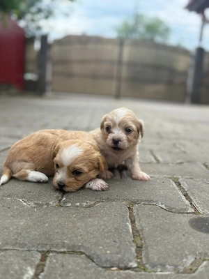 Căței de vanzare bichon drăgălași  - imagine 2