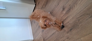 Vând cățeluș Maltipoo, 4 luni  