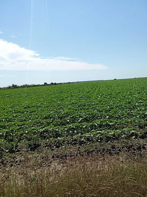 Teren Extravilan Roata de Jos Giurgiu 1,04 hectare