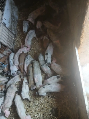 de vânzare 26 de bucăți de 7 săptămâni vaccinați mânca orice bobe faina etc preț 150 lei bucata 