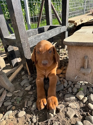 Vand Vizsla Maghiara de rasa pura 2 masculi - imagine 2