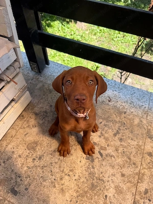 Vand Vizsla Maghiara de rasa pura 2 masculi - imagine 3