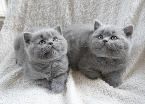  british shorthair