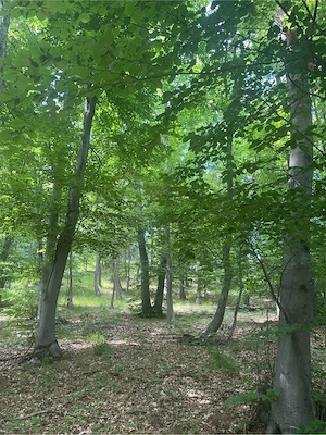 Vând pădure 1.5 Ha în Beudiu, Bistrița-Năsăud - imagine 4