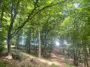 Vând pădure 1.5 Ha în Beudiu, Bistrița-Năsăud - imagine 2