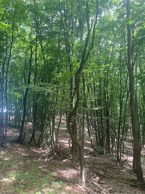 Vând pădure 1.5 Ha în Beudiu, Bistrița-Năsăud - imagine 5