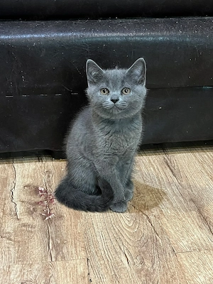 British shorthair 