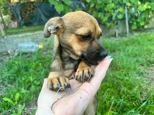    Dau acest suflet blănos spre adopție.    - imagine 4