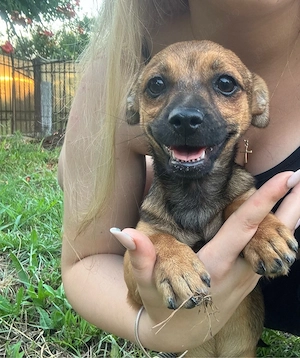    Dau acest suflet blănos spre adopție.   