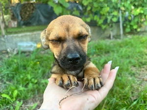    Dau acest suflet blănos spre adopție.    - imagine 2