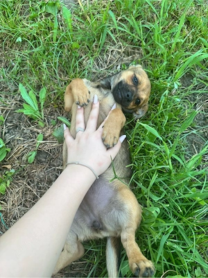    Dau acest suflet blănos spre adopție.    - imagine 3