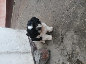 Catelusi shihtzu - imagine 2