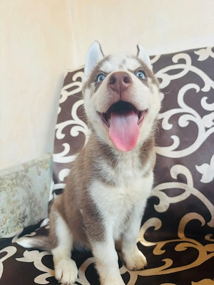 husky siberian baietel