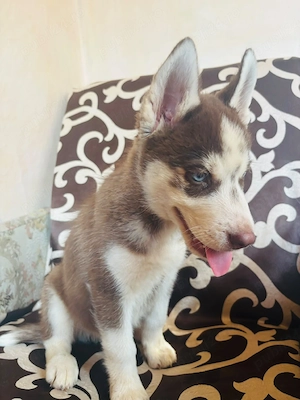 husky siberian baietel - imagine 3