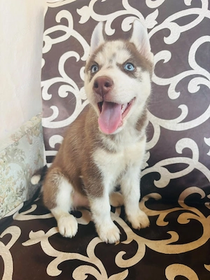 husky siberian baietel - imagine 5